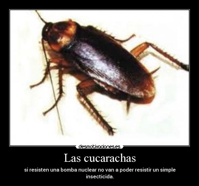 Las cucarachas -