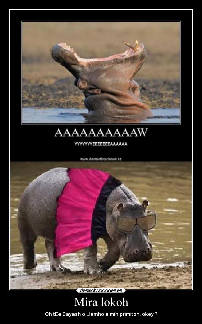 Mira lokoh - Oh tEe Cayash o Llamho a mih primitoh, okey ?