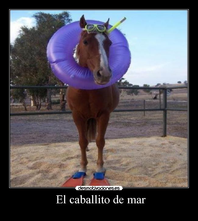  El caballito de mar - 