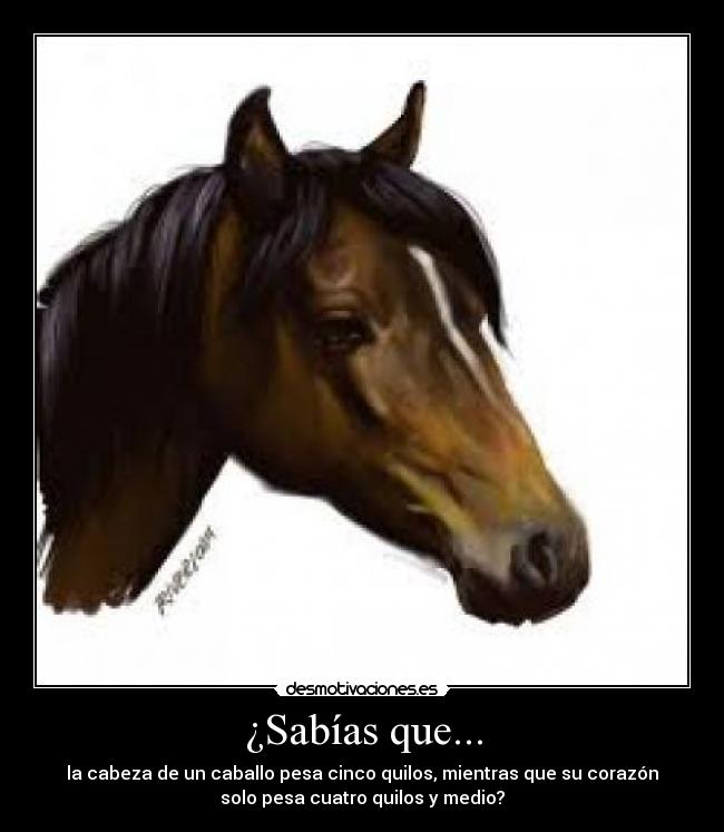 ¿Sabías que... - la cabeza de un caballo pesa cinco quilos, mientras que su corazón
solo pesa cuatro quilos y medio?