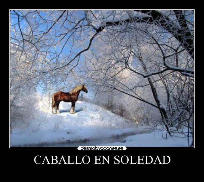 CABALLO EN SOLEDAD -