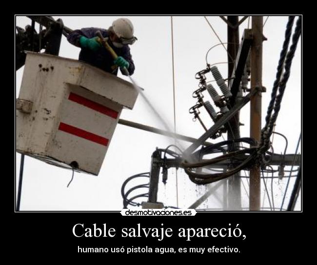 Cable salvaje apareció, - humano usó pistola agua, es muy efectivo.