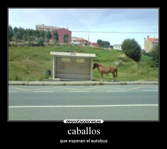 caballos -
