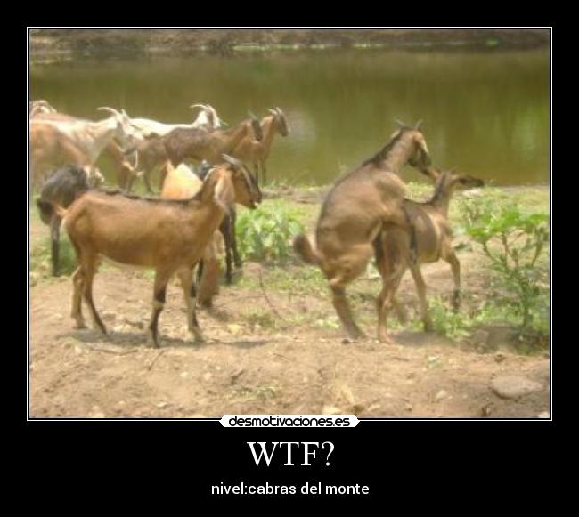 WTF? - nivel:cabras del monte