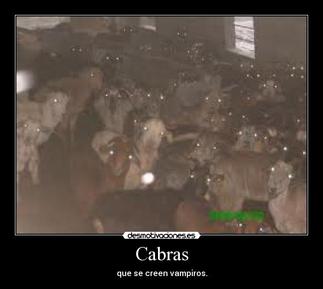 Cabras - que se creen vampiros.