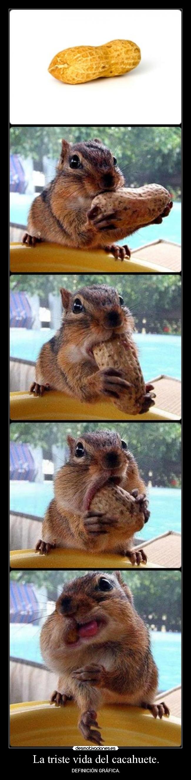 La triste vida del cacahuete. - DEFINICIÓN GRÁFICA.
