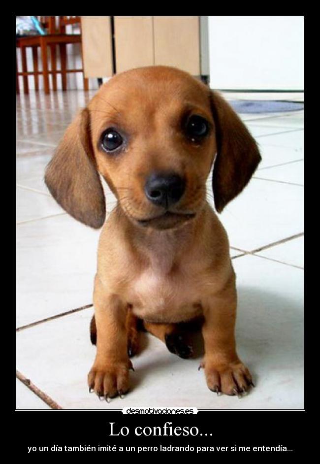 Lo confieso... - 