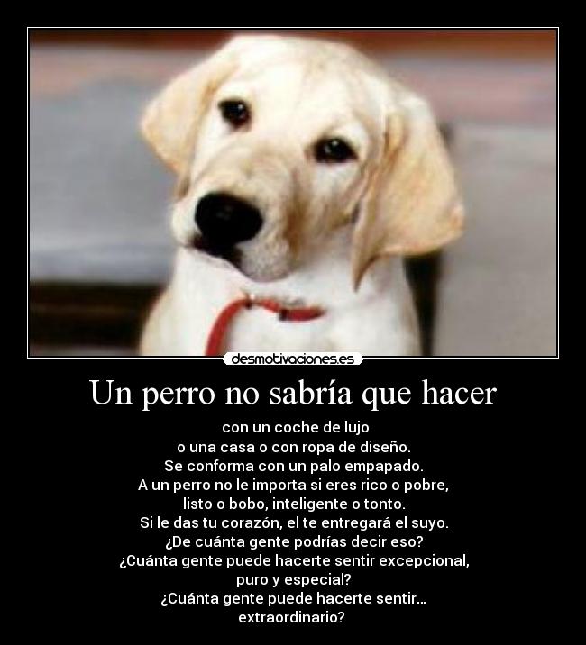 Un perro no sabría que hacer - 