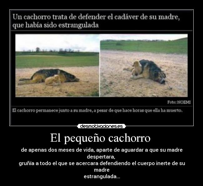 El pequeño cachorro  - de apenas dos meses de vida, aparte de aguardar a que su madre despertara, 
gruñía a todo el que se acercara defendiendo el cuerpo inerte de su madre
estrangulada...