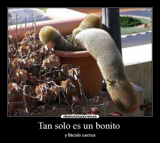 Tan solo es un bonito  - y flácido cactus