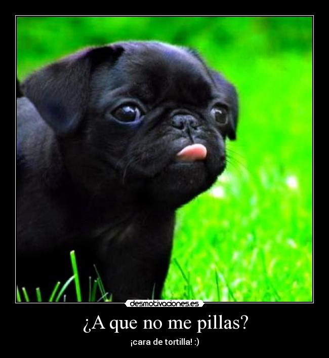 ¿A que no me pillas? -