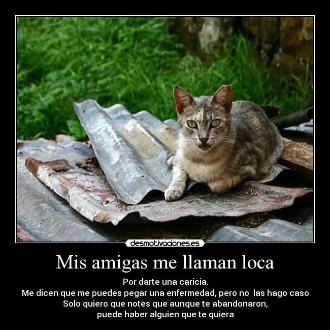 carteles gatos callejeros los que puedo evitar tocar desmotivaciones