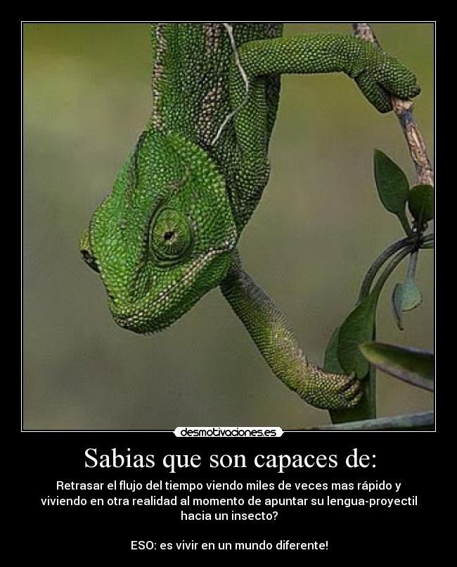 Sabias que son capaces de: - 