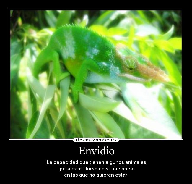carteles camuflaje camaleones desmotivaciones