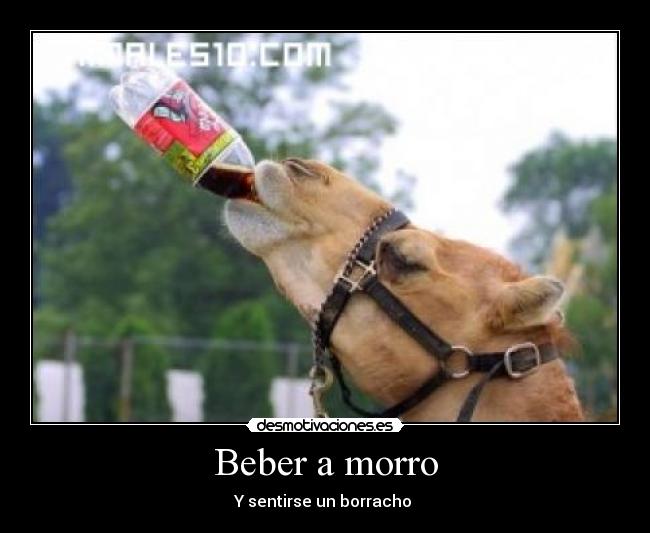 Beber a morro -
