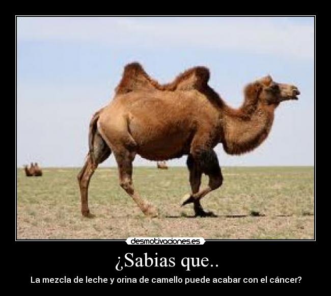¿Sabias que.. - 