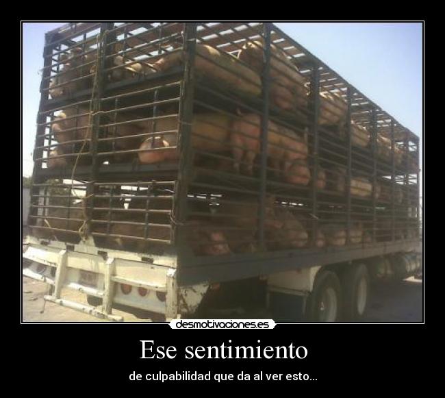 Ese sentimiento -