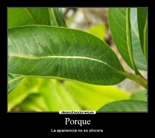 Porque -
