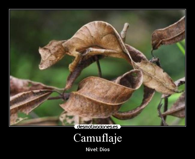 Camuflaje - Nivel: Dios