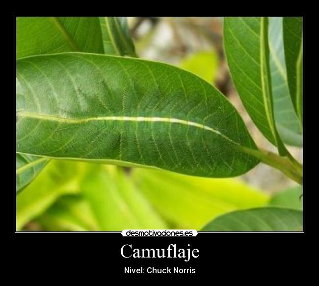 Camuflaje - Nivel: Chuck Norris
