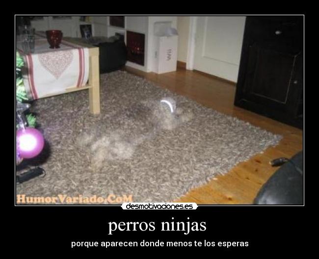 perros ninjas -