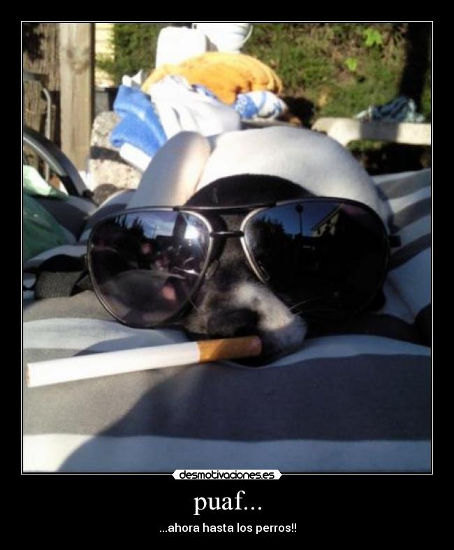 puaf... - ...ahora hasta los perros!!