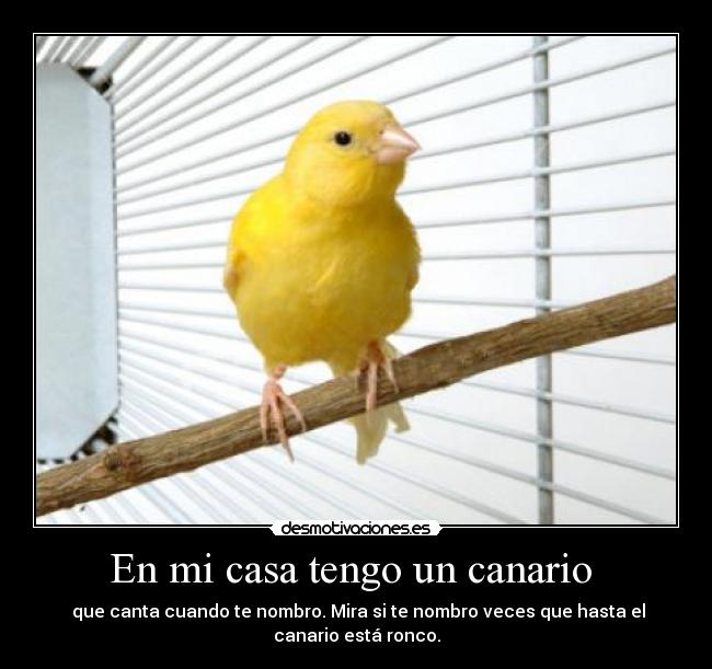 En mi casa tengo un canario  -  que canta cuando te nombro. Mira si te nombro veces que hasta el
canario está ronco.