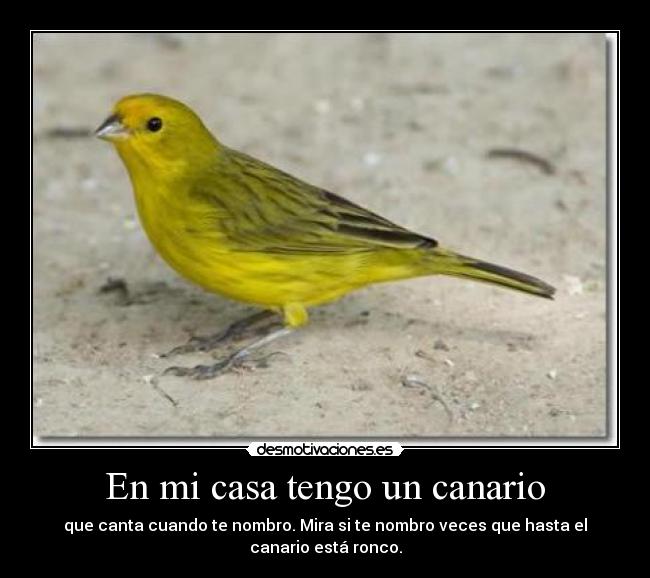 En mi casa tengo un canario -