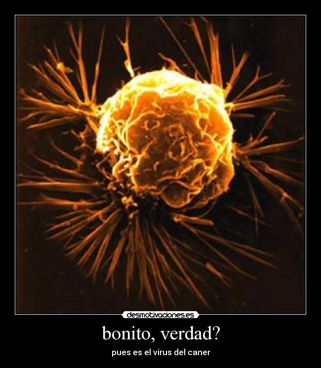 bonito, verdad? - 