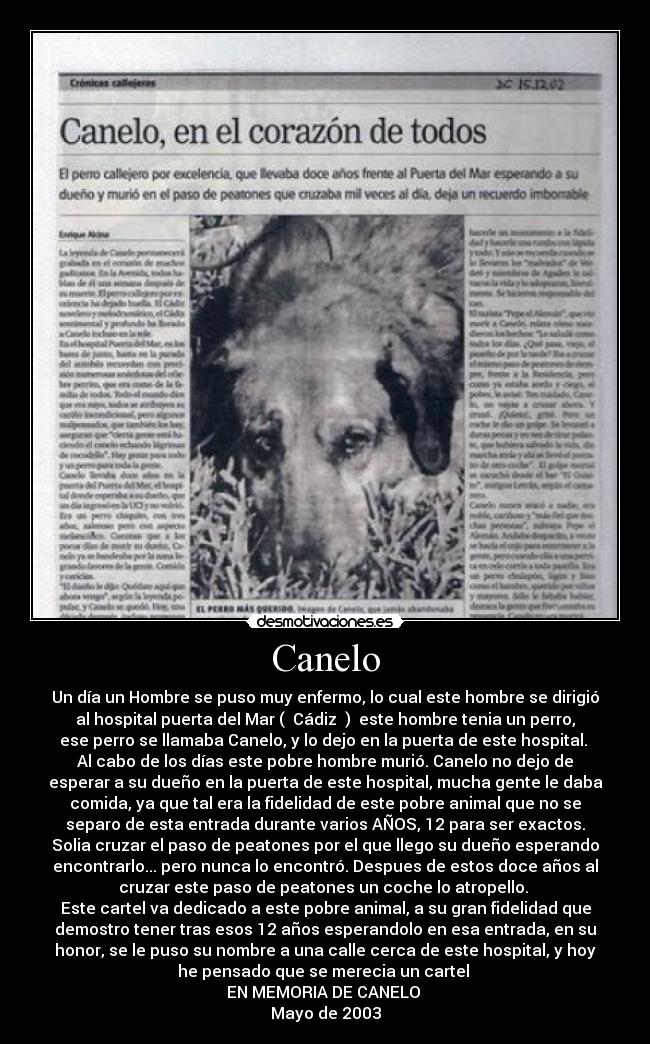 Canelo - Un día un Hombre se puso muy enfermo, lo cual este hombre se dirigió
al hospital puerta del Mar ( Cádiz ) este hombre tenia un perro,
ese perro se llamaba Canelo, y lo dejo en la puerta de este hospital.
Al cabo de los días este pobre hombre murió. Canelo no dejo de
esperar a su dueño en la puerta de este hospital, mucha gente le daba
comida, ya que tal era la fidelidad de este pobre animal que no se
separo de esta entrada durante varios AÑOS, 12 para ser exactos.
Solia cruzar el paso de peatones por el que llego su dueño esperando
encontrarlo... pero nunca lo encontró. Despues de estos doce años al
cruzar este paso de peatones un coche lo atropello.
Este cartel va dedicado a este pobre animal, a su gran fidelidad que
demostro tener tras esos 12 años esperandolo en esa entrada, en su
honor, se le puso su nombre a una calle cerca de este hospital, y hoy
he pensado que se merecia un cartel
EN MEMORIA DE CANELO
Mayo de 2003
