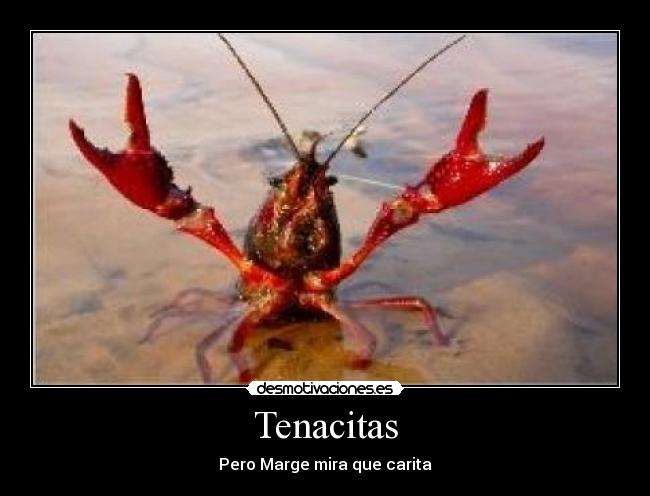 Tenacitas -