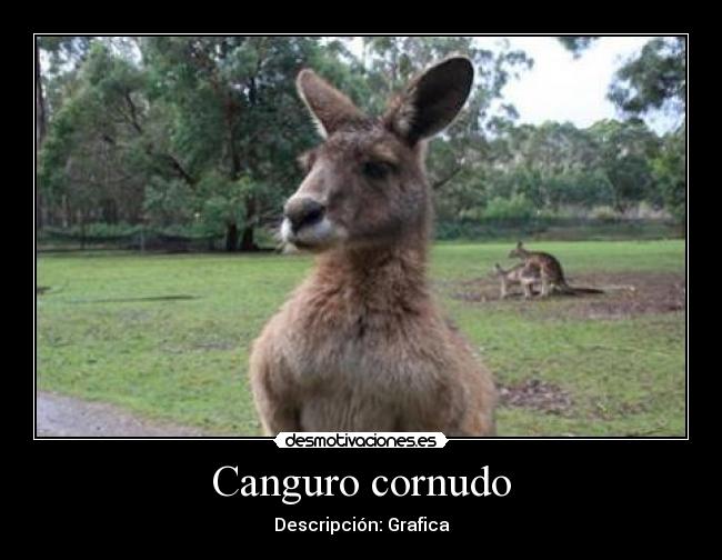 Canguro cornudo - 