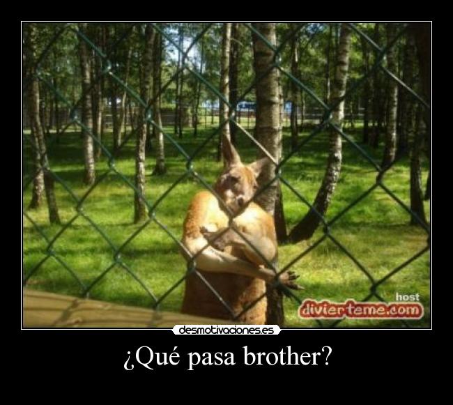 ¿Qué pasa brother? - 