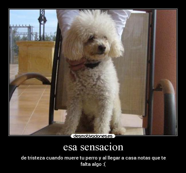 esa sensacion - de tristeza cuando muere tu perro y al llegar a casa notas que te falta algo :(