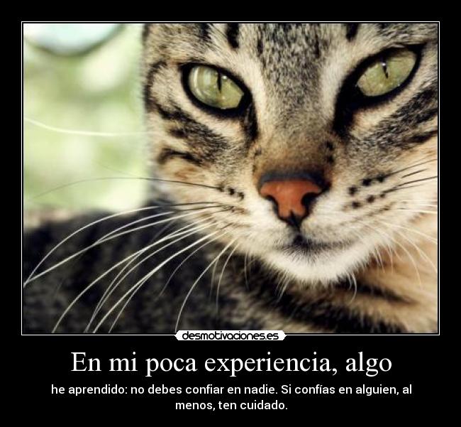 carteles confianza gatos experiencia desmotivaciones