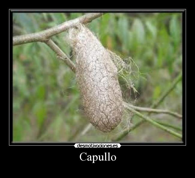 Capullo -