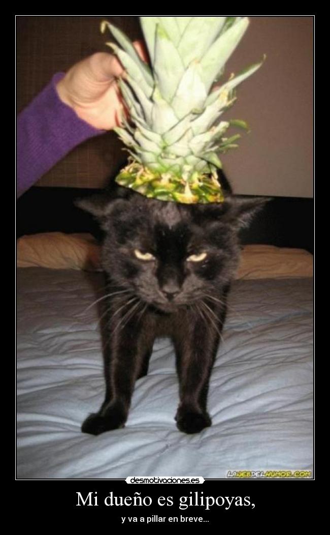 Mi dueño es gilipoyas, - 