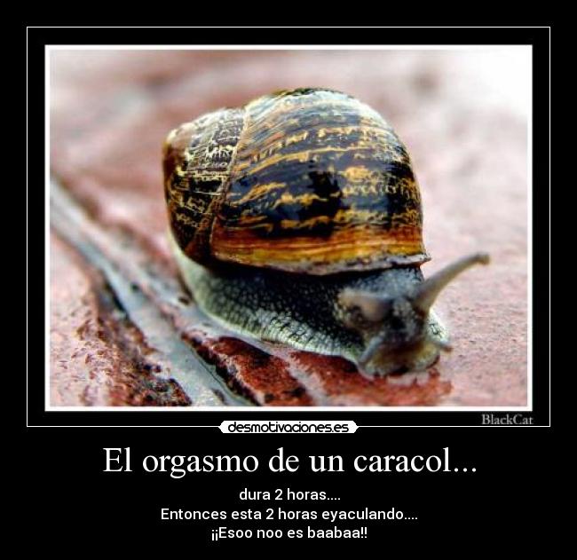 carteles caracol baba eyacular orgasmo desmotivaciones