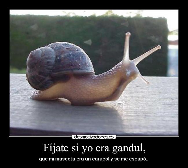 Fíjate si yo era gandul, - que mi mascota era un caracol y se me escapó...