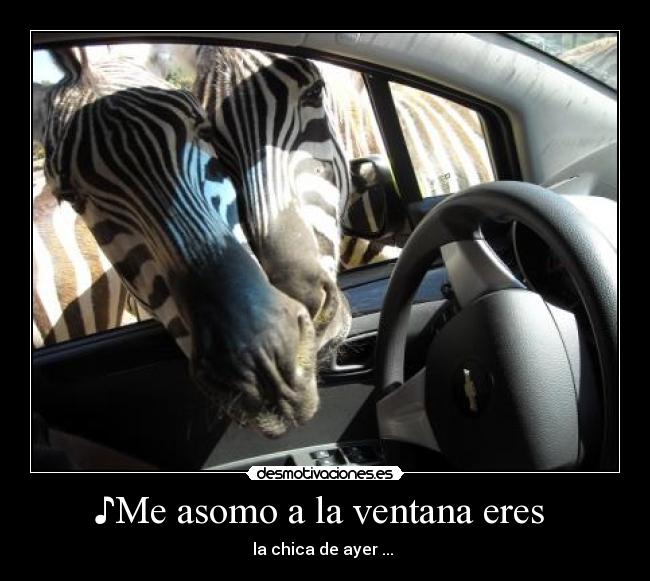 ♪Me asomo a la ventana eres  - la chica de ayer ... ♪