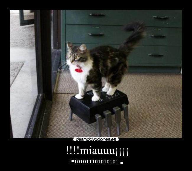 !!!!miauuu¡¡¡¡ - !!!!101011101010101¡¡¡¡