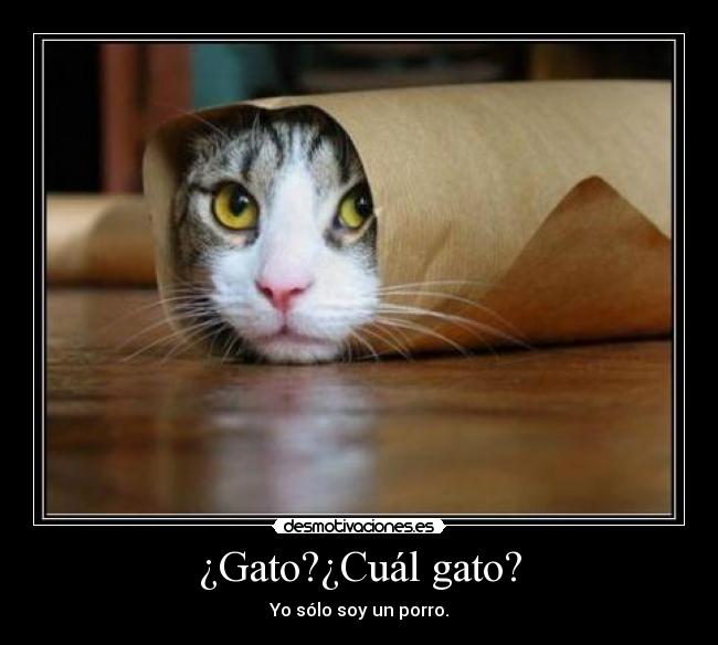 ¿Gato?¿Cuál gato? - Yo sólo soy un porro.