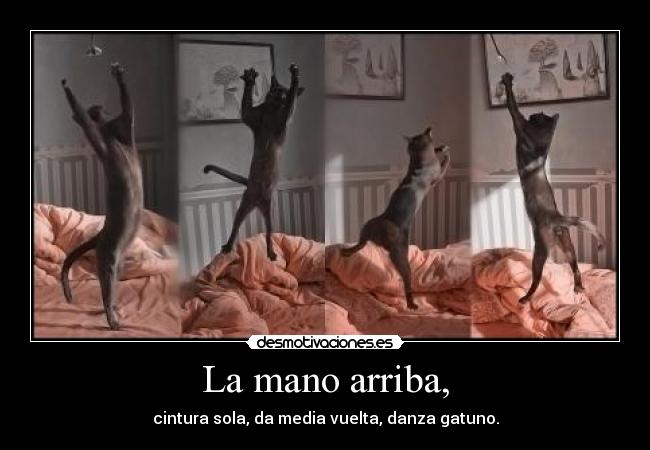 La mano arriba, - cintura sola, da media vuelta, danza gatuno.