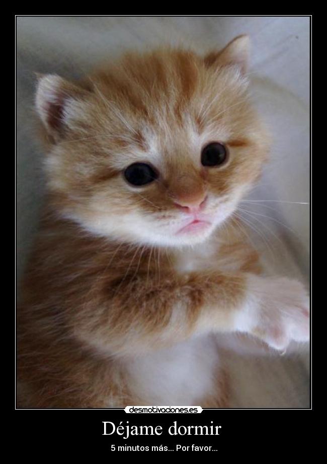 Déjame dormir  - 5 minutos más... Por favor...