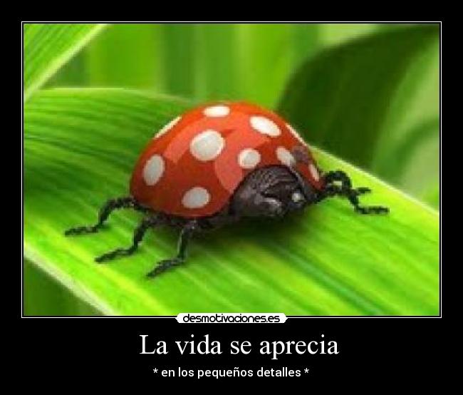 La vida se aprecia - * en los pequeños detalles *