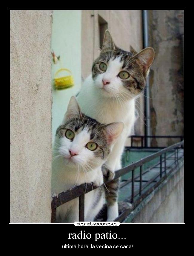 radio patio... - ultima hora! la vecina se casa!