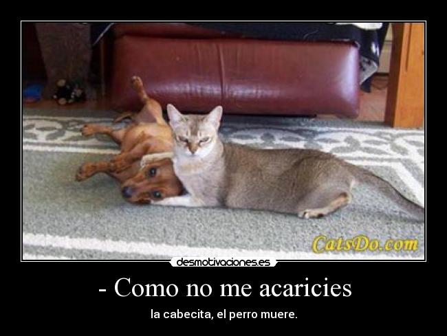 - Como no me acaricies - la cabecita, el perro muere.