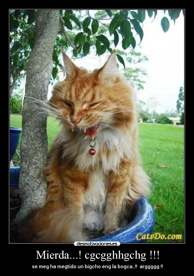 Mierda...! cgcgghhgchg !!! - se meg ha megtido un bigcho eng la bogca..!!  arggggg !!