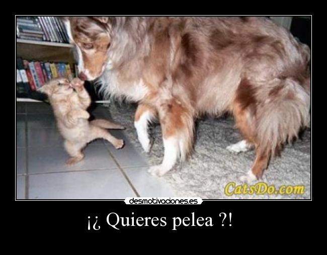 ¡¿ Quieres pelea ?!   - 