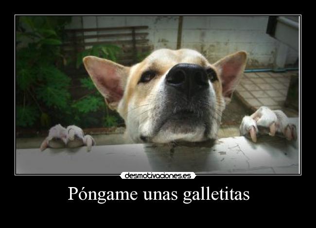 Póngame unas galletitas -